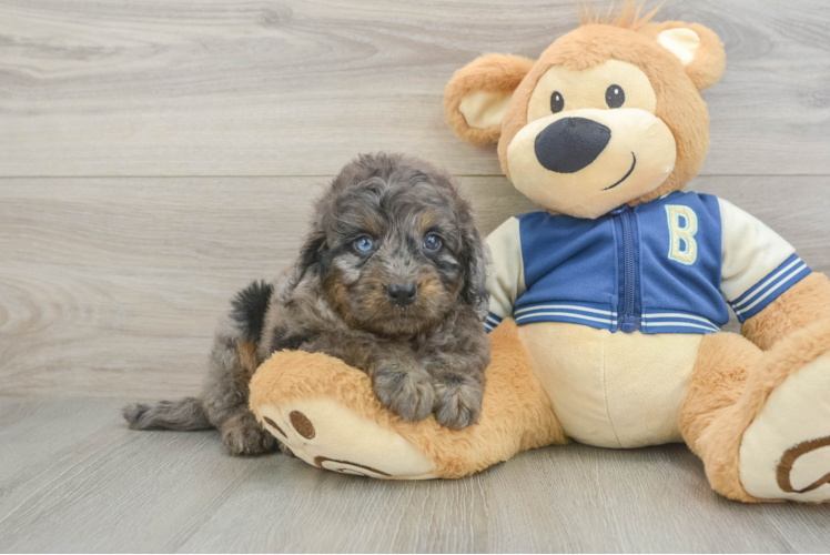 Mini Bernedoodle Puppy for Adoption