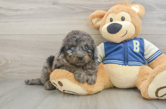 Mini Bernedoodle Puppy for Adoption