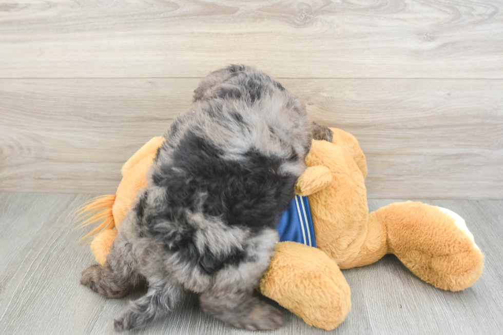 Mini Bernedoodle Puppy for Adoption
