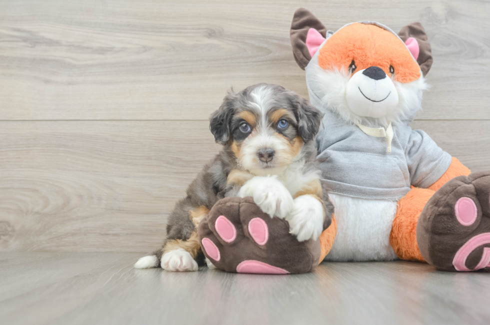 5 week old Mini Bernedoodle Puppy For Sale - Simply Southern Pups