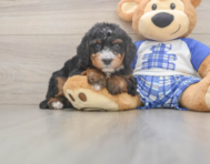 6 week old Mini Bernedoodle Puppy For Sale - Simply Southern Pups