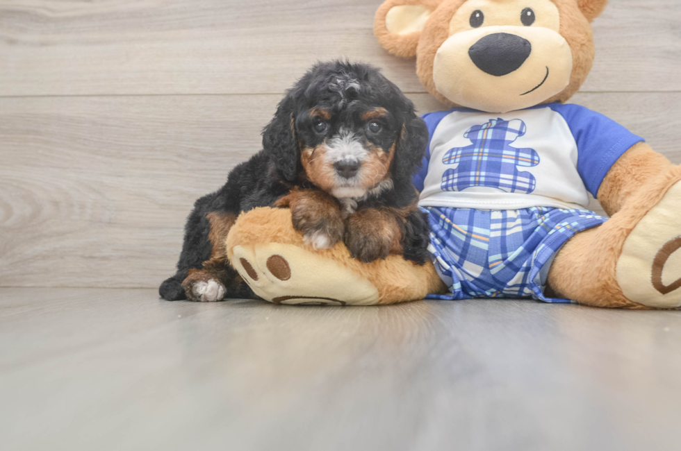 5 week old Mini Bernedoodle Puppy For Sale - Simply Southern Pups