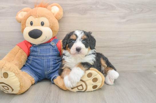 Energetic Mini Bernesedoodle Poodle Mix Puppy