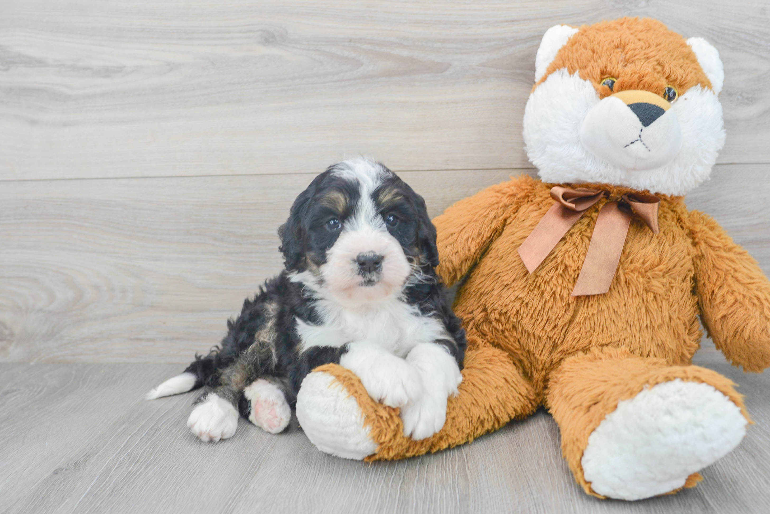 Cute Mini Bernedoodle Sedona 7lb 12oz Doodle Puppy