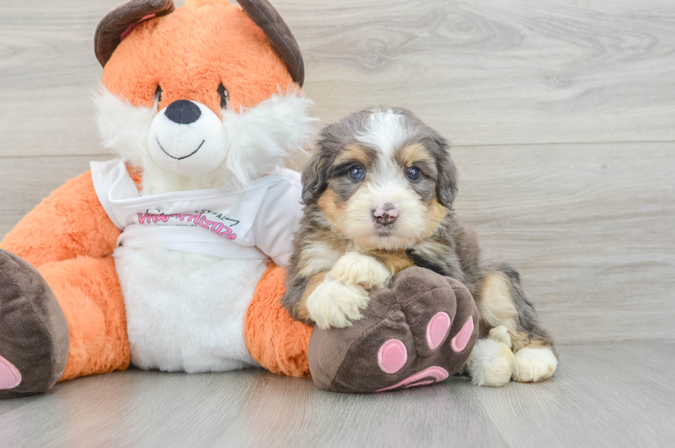 7 week old Mini Bernedoodle Puppy For Sale - Simply Southern Pups