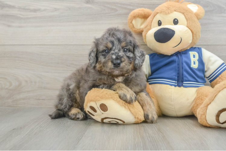 Smart Mini Bernedoodle Poodle Mix Pup