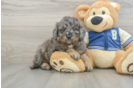 Smart Mini Bernedoodle Poodle Mix Pup