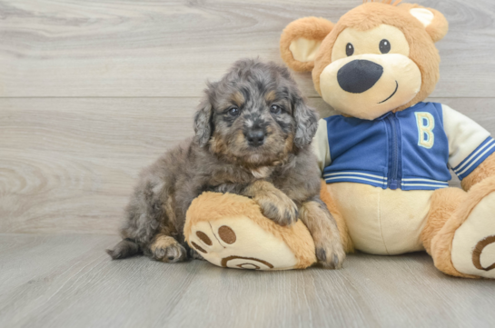 Smart Mini Bernedoodle Poodle Mix Pup