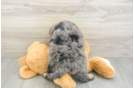 Mini Bernedoodle Pup Being Cute