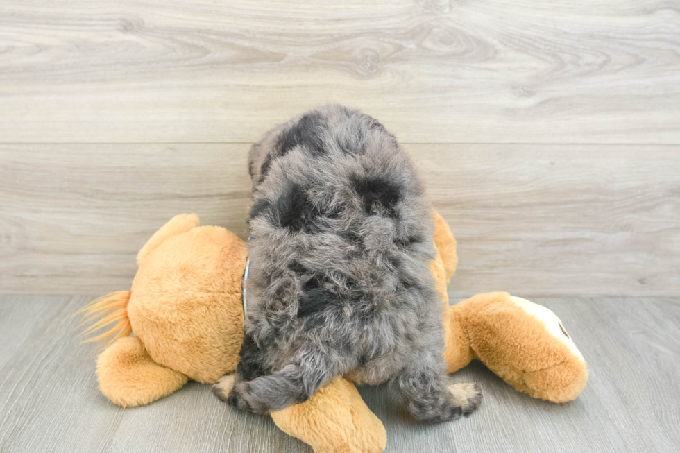 Mini Bernedoodle Pup Being Cute