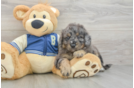 Smart Mini Bernedoodle Poodle Mix Pup
