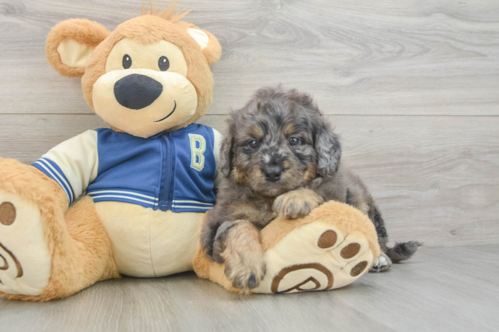 Smart Mini Bernedoodle Poodle Mix Pup
