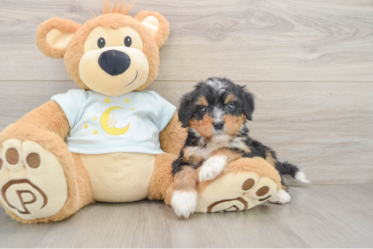 Best Mini Bernedoodle Baby
