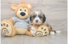 Cute Mini Bernedoodle Baby
