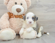 8 week old Mini Bernedoodle Puppy For Sale - Simply Southern Pups