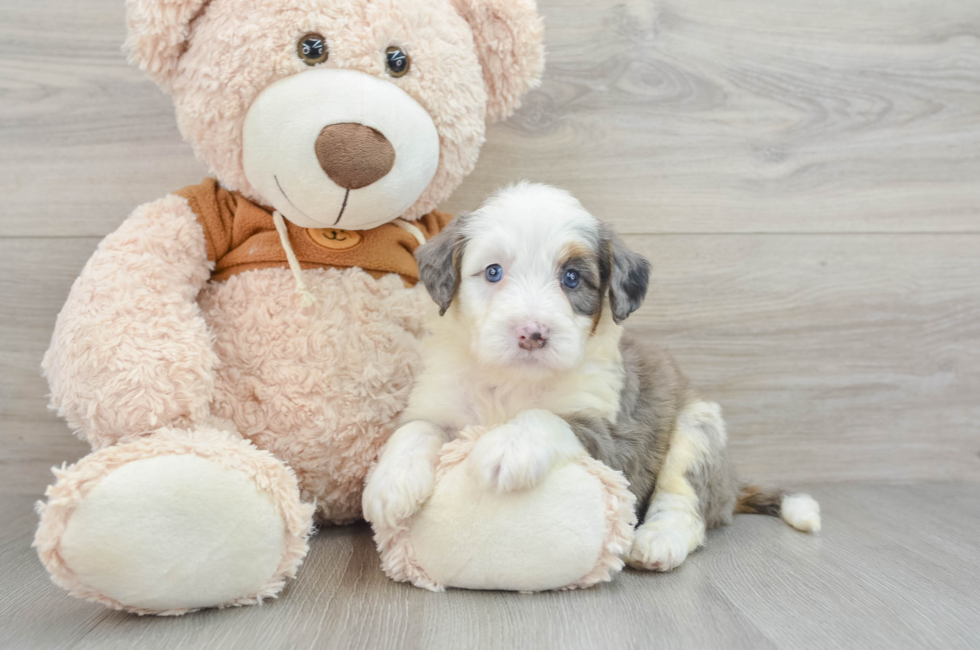 8 week old Mini Bernedoodle Puppy For Sale - Simply Southern Pups