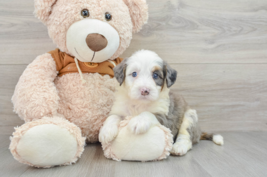 Best Mini Bernedoodle Baby