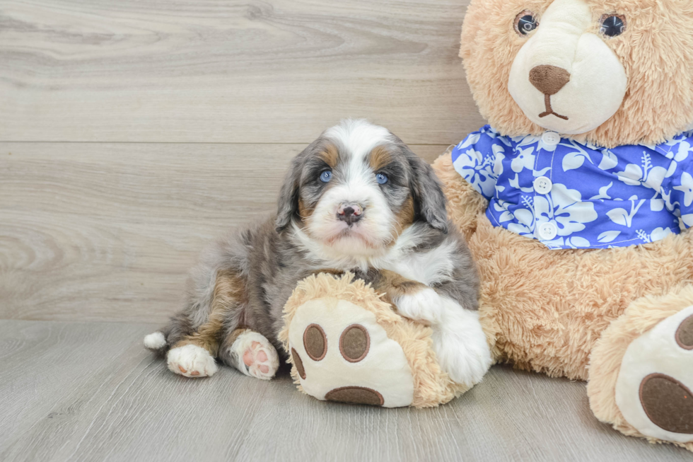 Mini Bernedoodle Pup Being Cute