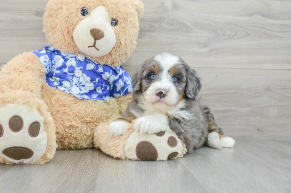 7 week old Mini Bernedoodle Puppy For Sale - Simply Southern Pups