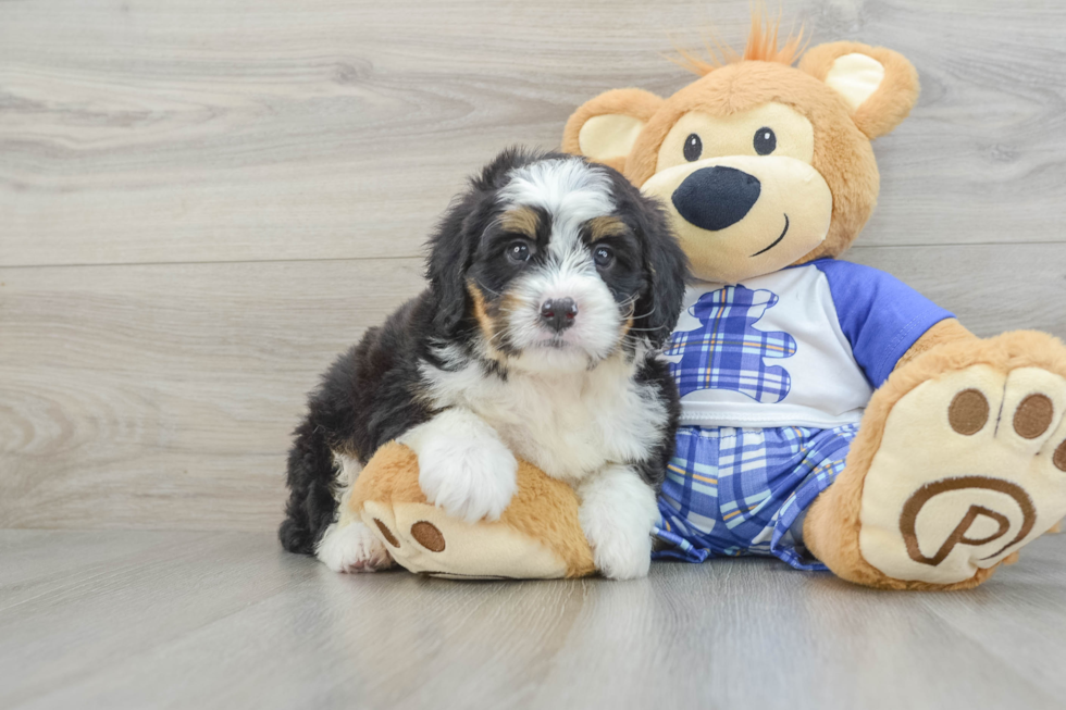 Mini Bernedoodle Puppy for Adoption