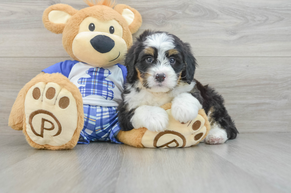 6 week old Mini Bernedoodle Puppy For Sale - Simply Southern Pups