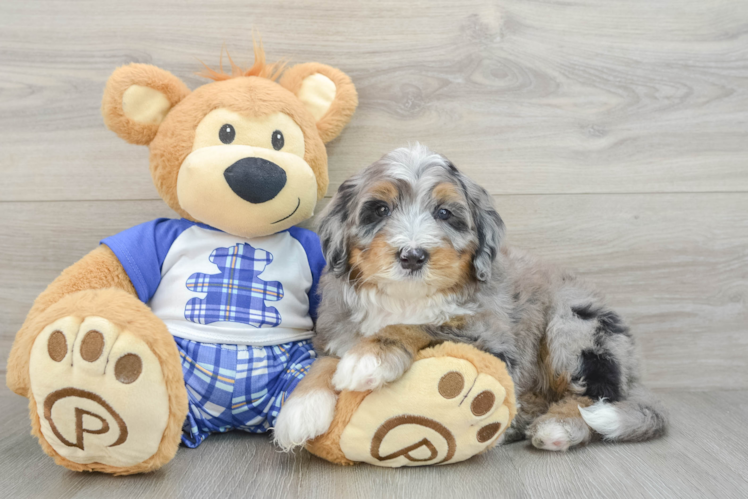 Mini Bernedoodle Puppy for Adoption