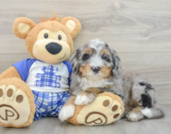 8 week old Mini Bernedoodle Puppy For Sale - Simply Southern Pups