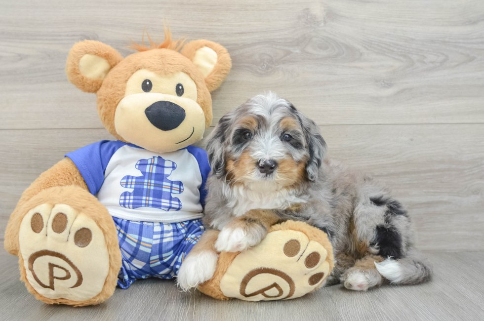 6 week old Mini Bernedoodle Puppy For Sale - Simply Southern Pups