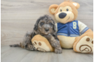 Sweet Mini Bernedoodle Baby