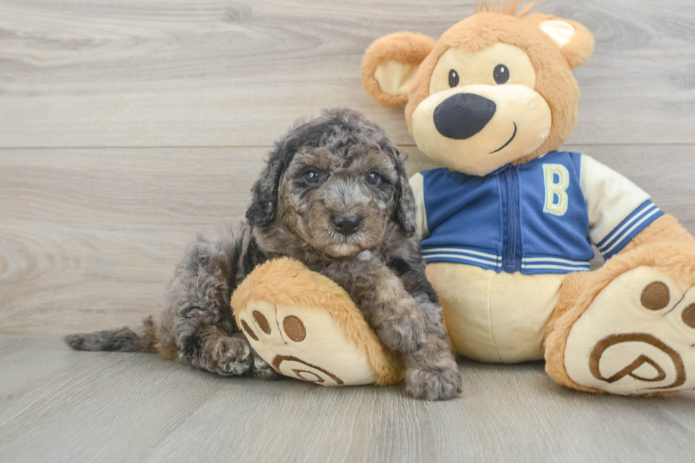 Sweet Mini Bernedoodle Baby