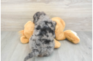 Small Mini Bernedoodle Baby