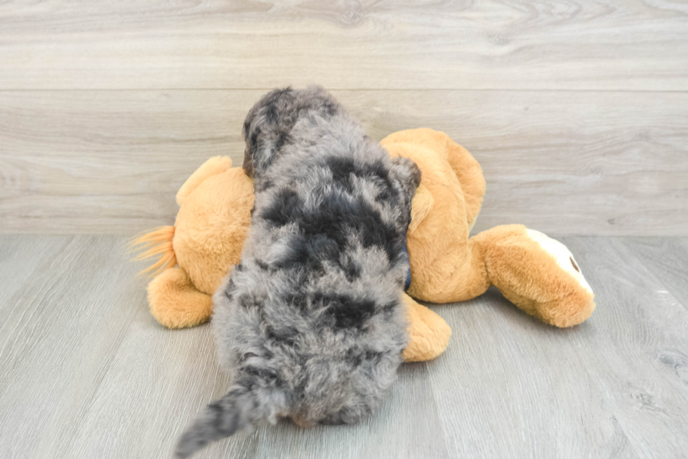 Small Mini Bernedoodle Baby