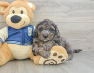 7 week old Mini Bernedoodle Puppy For Sale - Simply Southern Pups
