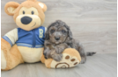 Sweet Mini Bernedoodle Baby