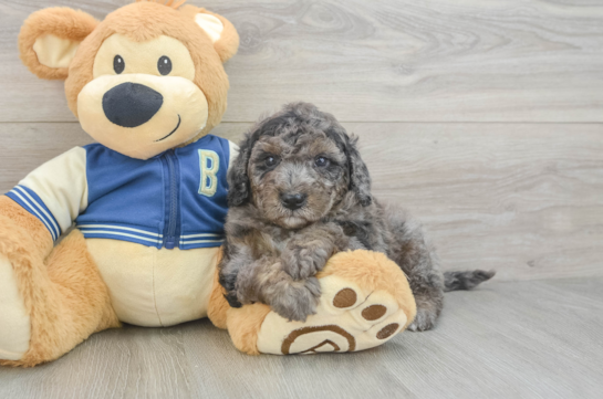 Sweet Mini Bernedoodle Baby