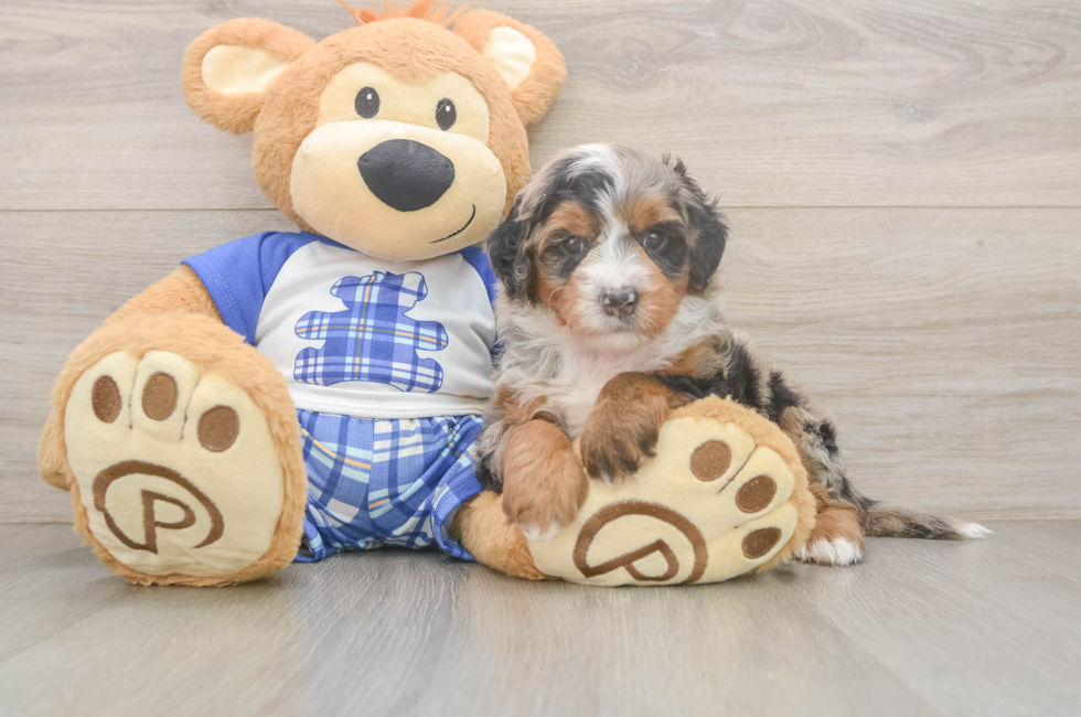5 week old Mini Bernedoodle Puppy For Sale - Simply Southern Pups