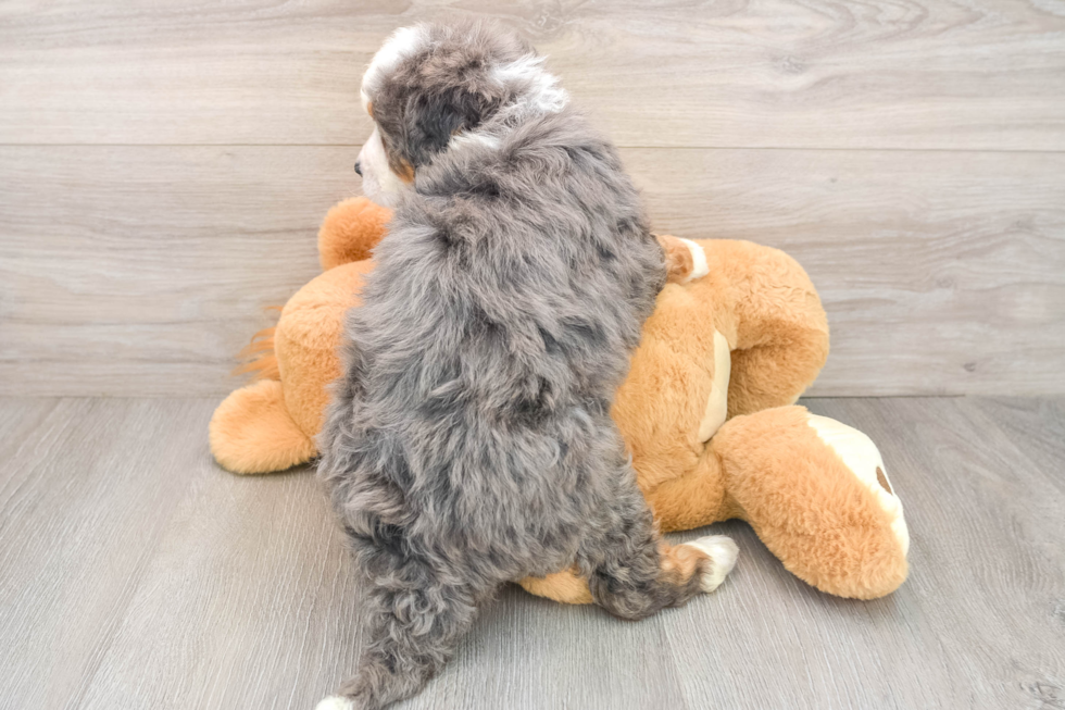 Mini Bernedoodle Pup Being Cute