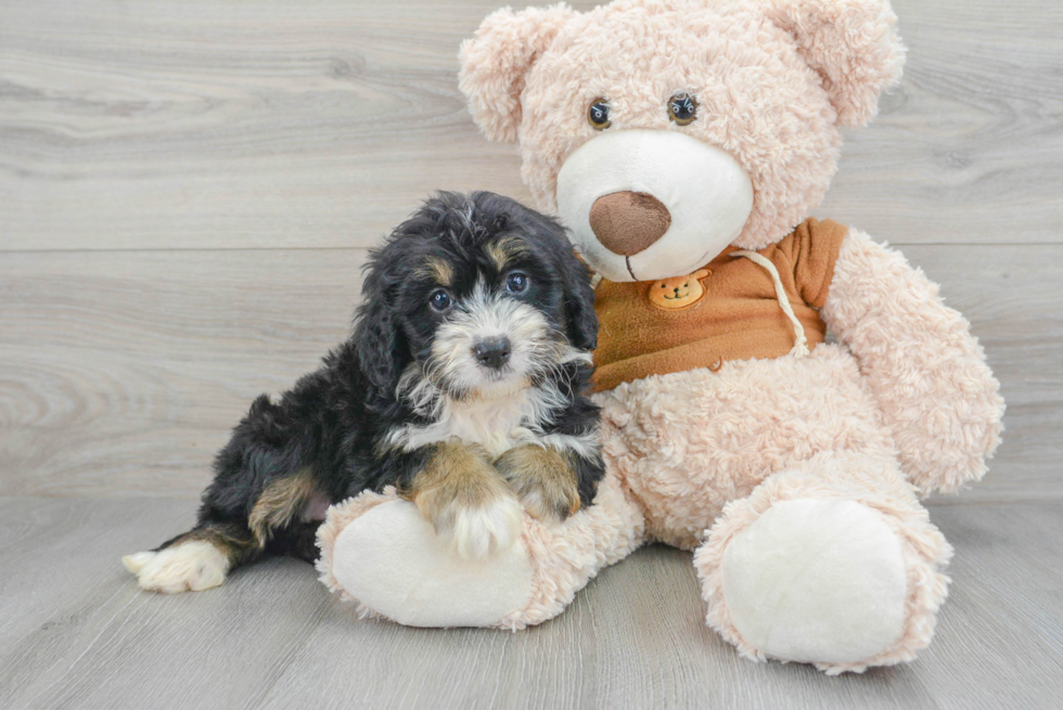 Fluffy Mini Bernedoodle Poodle Mix Pup