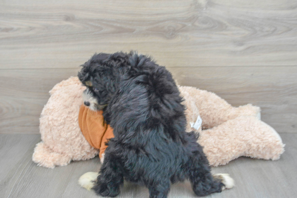 Playful Bernadoodle Poodle Mix Puppy