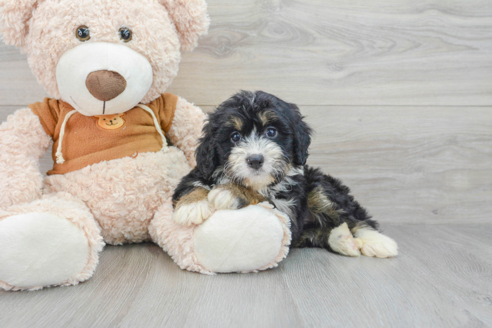 Best Mini Bernedoodle Baby
