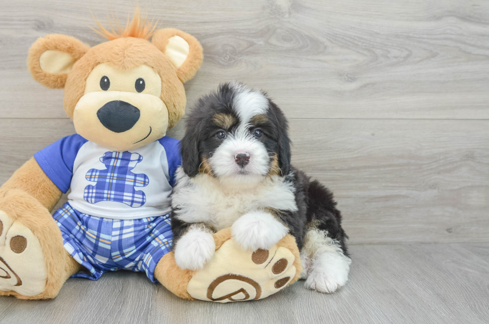 6 week old Mini Bernedoodle Puppy For Sale - Simply Southern Pups