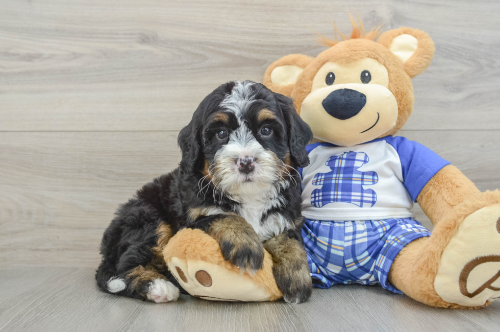 6 week old Mini Bernedoodle Puppy For Sale - Simply Southern Pups
