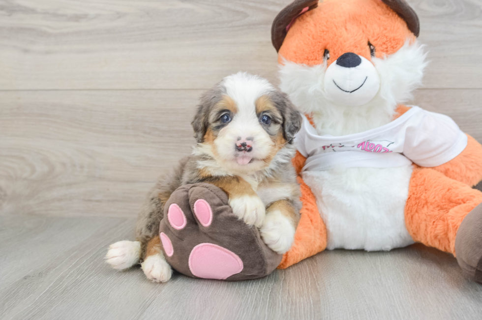 7 week old Mini Bernedoodle Puppy For Sale - Simply Southern Pups