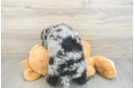 Happy Mini Bernedoodle Baby