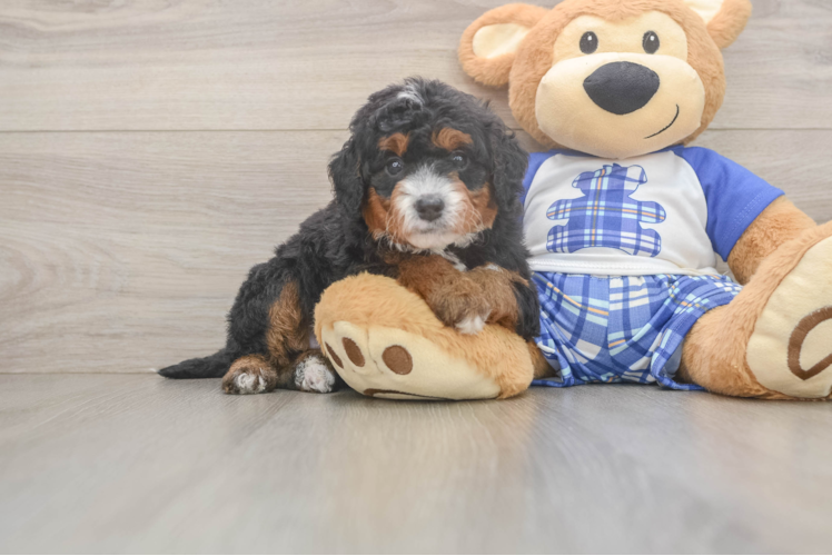 Sweet Mini Bernedoodle Baby
