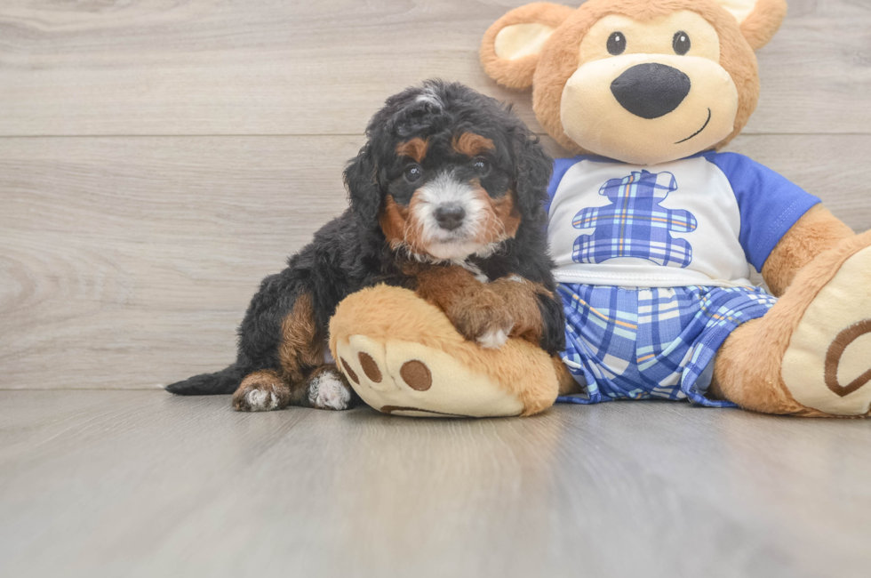 5 week old Mini Bernedoodle Puppy For Sale - Simply Southern Pups