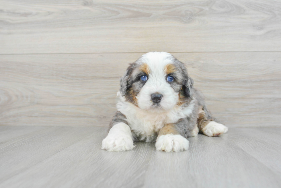 Petite Mini Bernedoodle Poodle Mix Pup