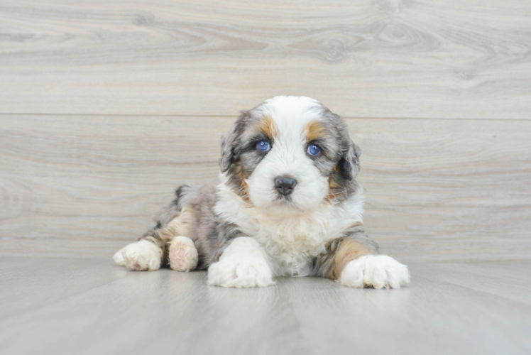 Best Mini Bernedoodle Baby