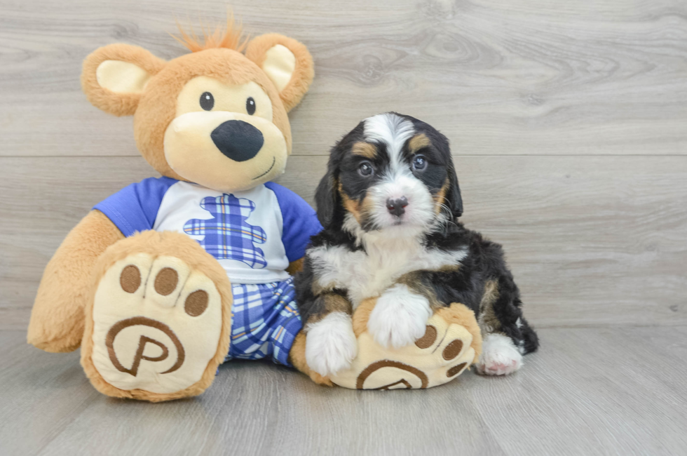 6 week old Mini Bernedoodle Puppy For Sale - Simply Southern Pups