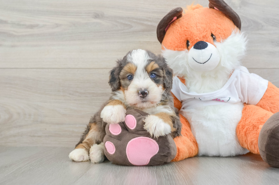 7 week old Mini Bernedoodle Puppy For Sale - Simply Southern Pups